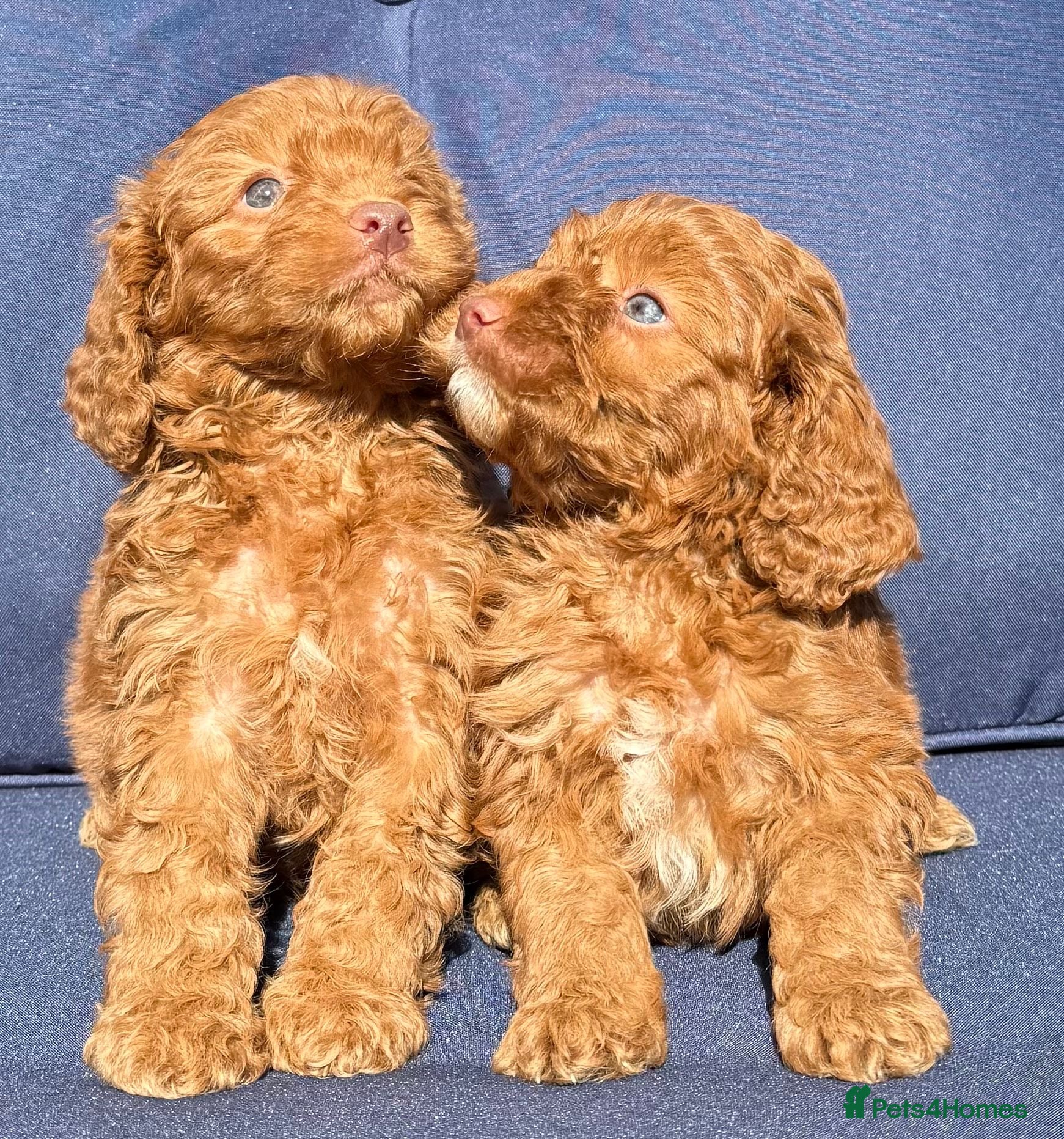 Cockapoo dogs F1 BOYS ONLY MINI COCKAPOOS 30 dna tested - Advert 1