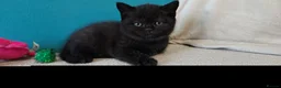 British Shorthair cats for sale: Beautiful Black BSH Kittens £995 GCCF ready 18/9 - Advert 17