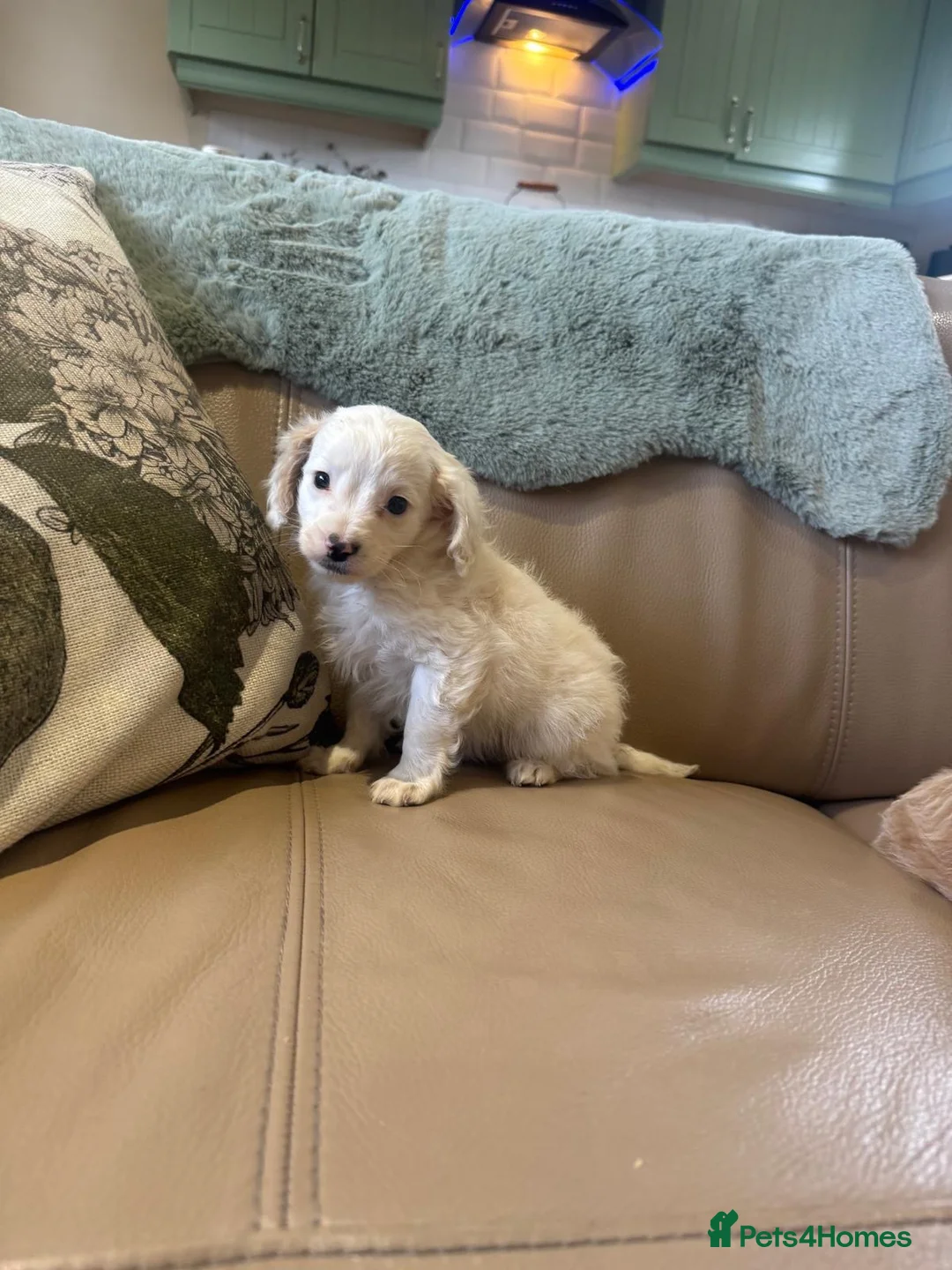 Cavapoo dogs for sale: Cavapoo puppy’s  - Advert 10