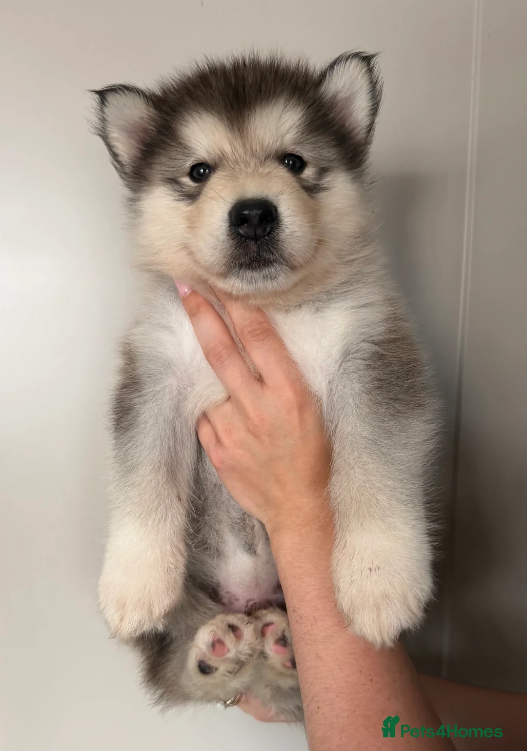 Alaskan Malamute dogs for sale: KC Registered  5 Week Old Puppy - Advert 5