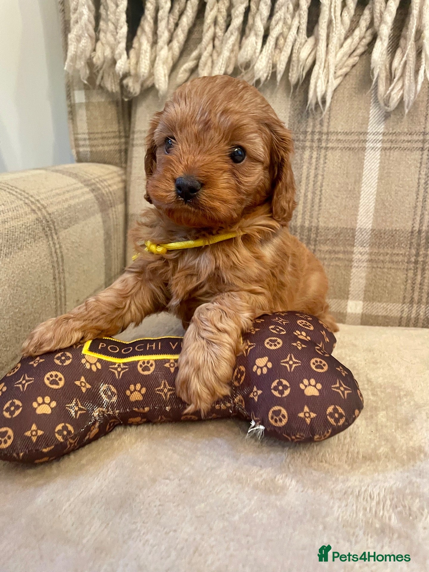 Cavapoo dogs 🐾 Outstanding deep red TOY F1 Cavapoos 🐾 - Advert 2