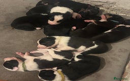 Mixed Breed dogs for sale: Beautiful Huntaway x Collie pups  - Image 10