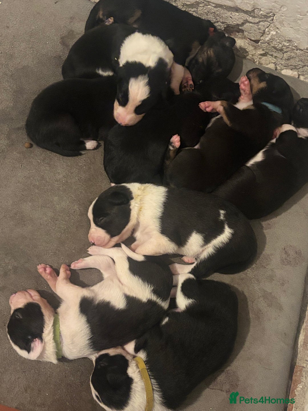Mixed Breed dogs for sale: Beautiful Huntaway x Collie pups  - Image 10