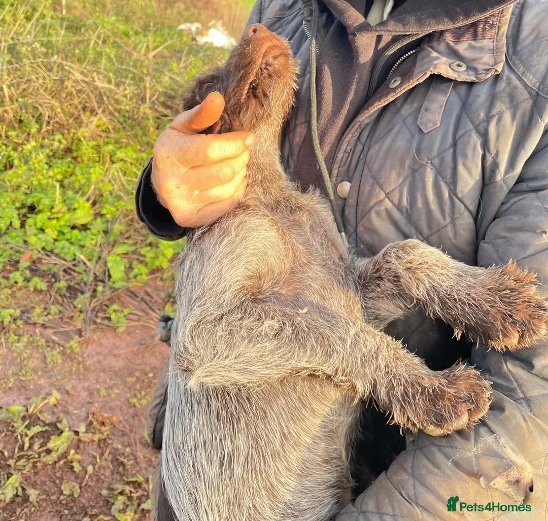 Mixed Breed dogs for sale: 13 weeks old one girl left  - Advert 3