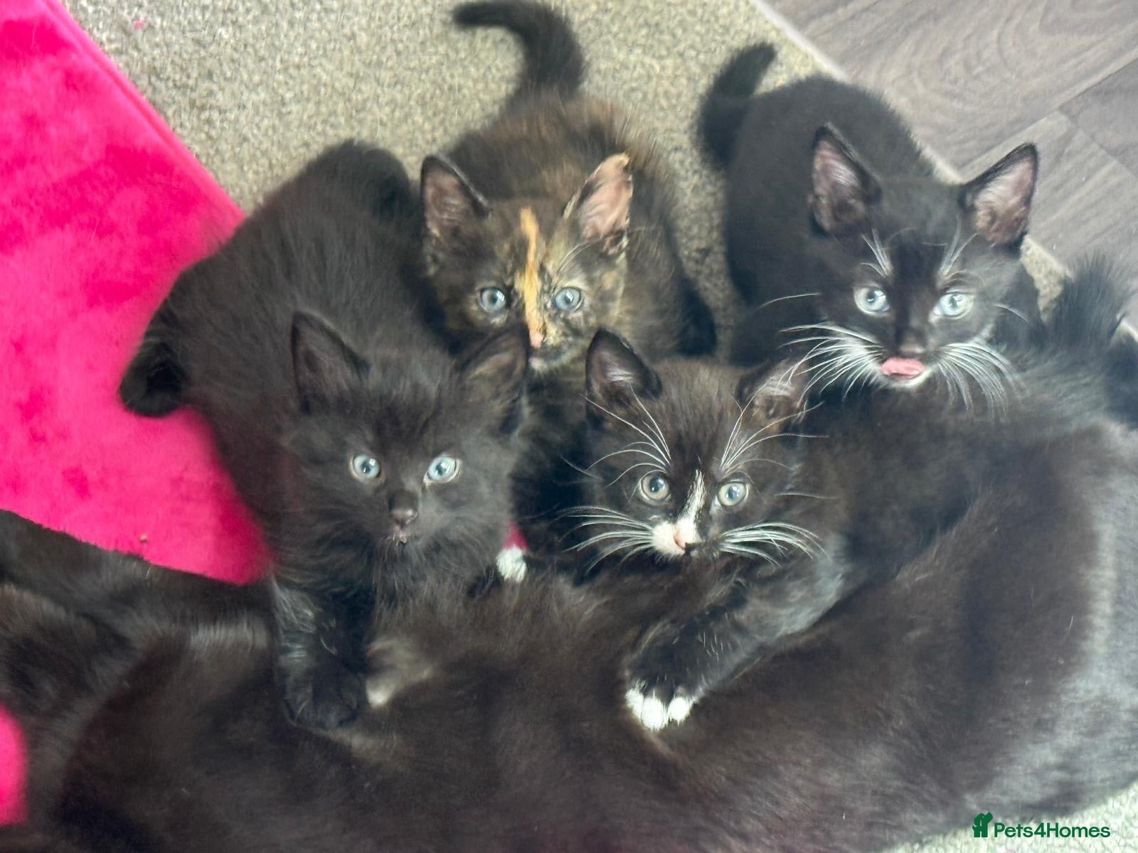 Mixed Breed dogs Mixed blk&wht  kittens available now - Advert 2