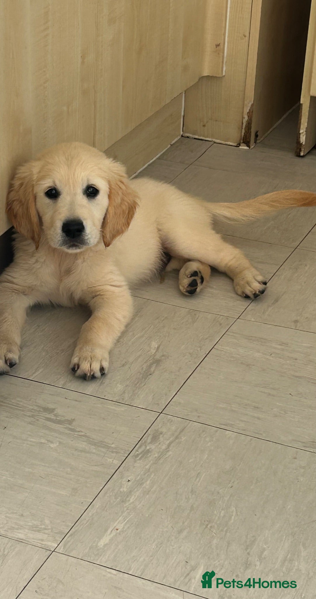 Golden Retriever dogs KC Golden retriever puppies ready now..  - Advert 1