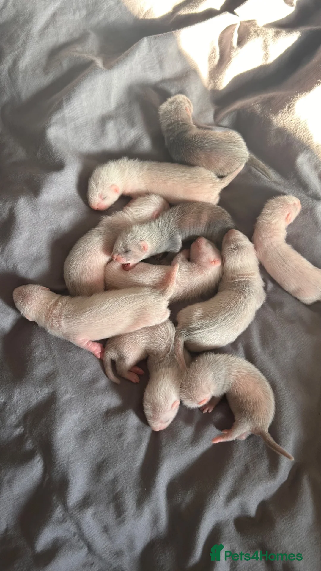 Ferret rodents for sale: ferret kits for sale  - Advert 2