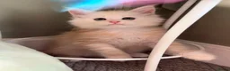 Maine Coon cats for sale: Bear Paw (🐾🐻 polydactyl) Maine Coon kittens TICA - Advert 16