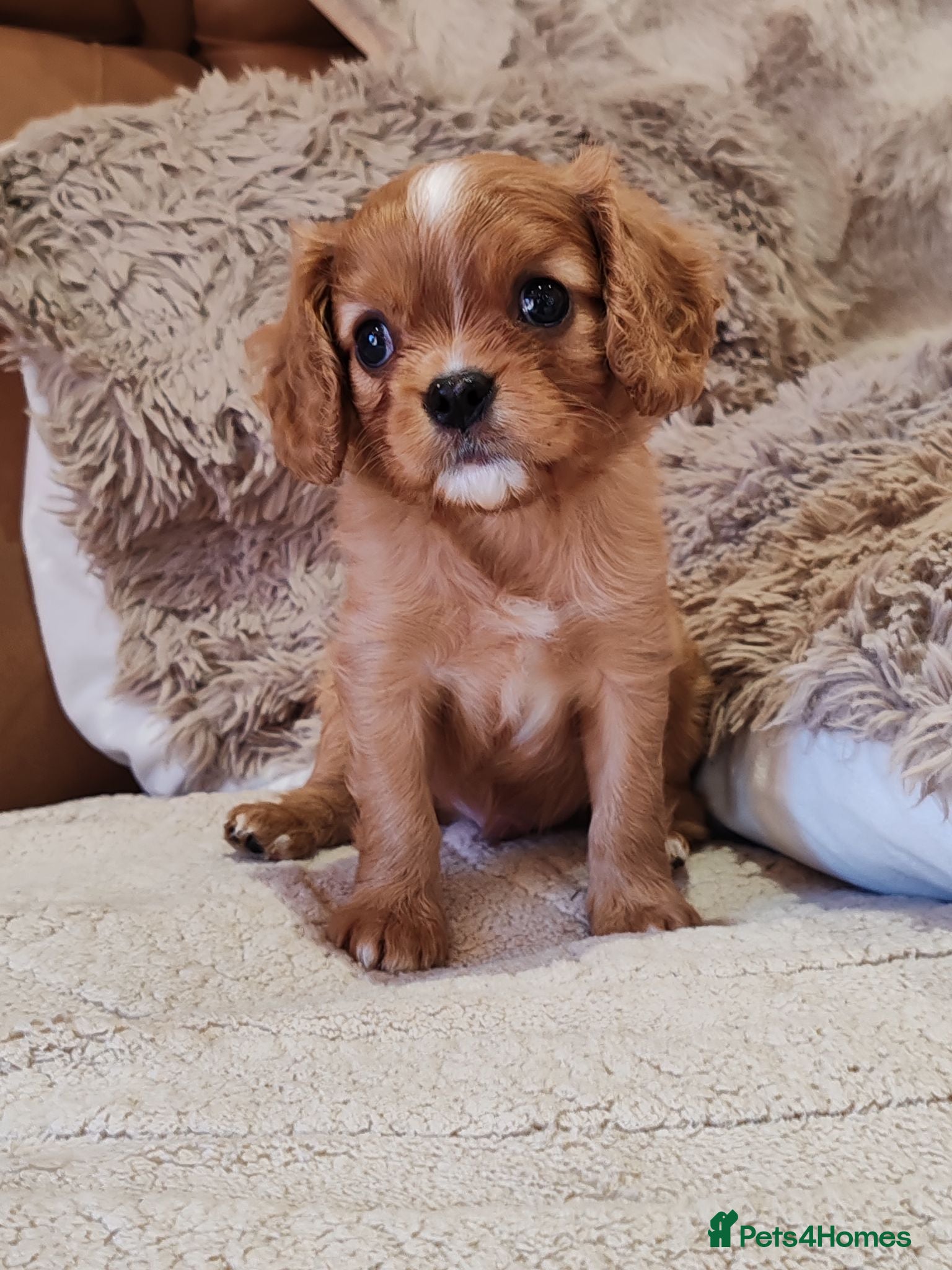 Cavalier King Charles Spaniel dogs KC Reg Ruby Male Available Doppler Tested Parents  - Advert 2