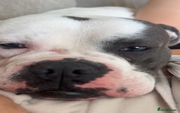 Old Tyme Bulldog dogs for sale: Bouver  - Image 5