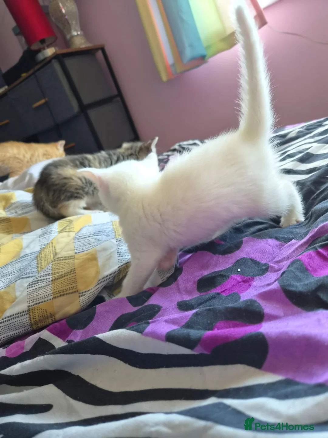 Mixed Breed cats for sale: Kittens  in Oswestry - Advert 2