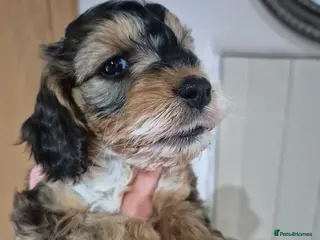 Cockapoo dogs Health tested F1 cockapoos **one little boy left * - Advert 13