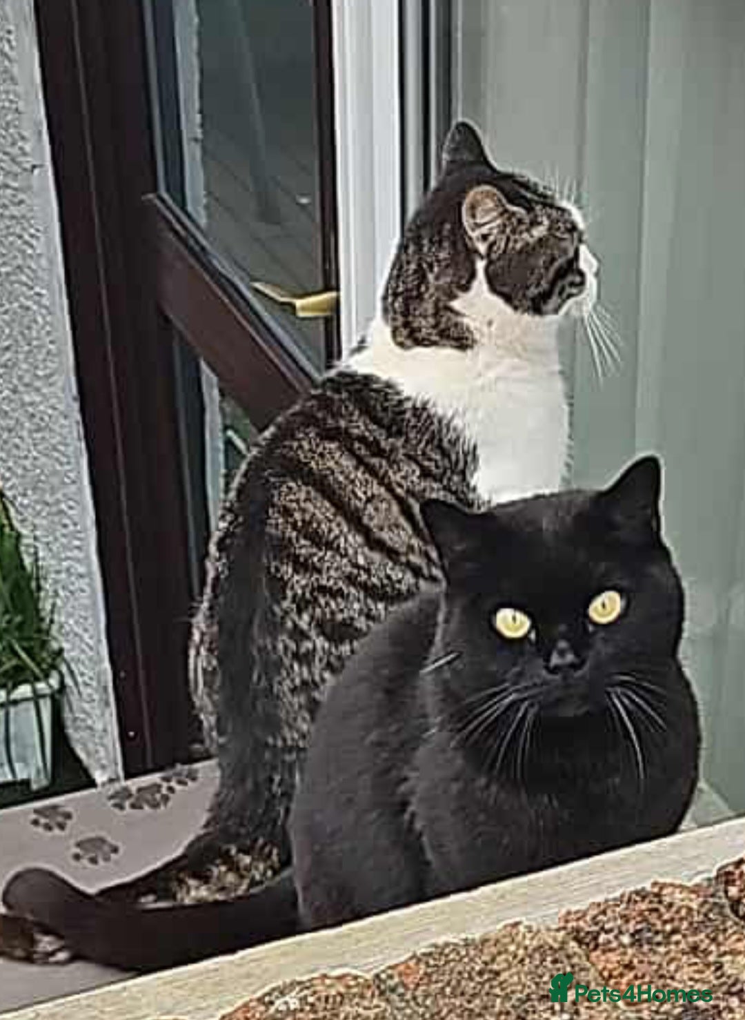 British Shorthair cats 2 lonely BSH boys  - Advert 13