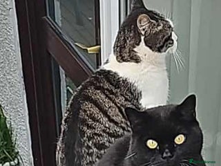 British Shorthair cats - Advert 20