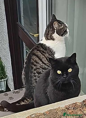 British Shorthair cats - Advert 14