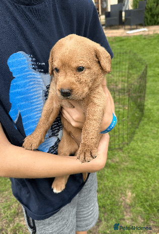 Labradoodle dogs - Advert 3