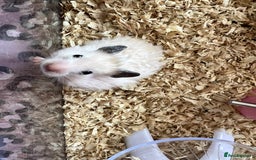 Hamster rodents for sale: Baby female hamster  - Image 1