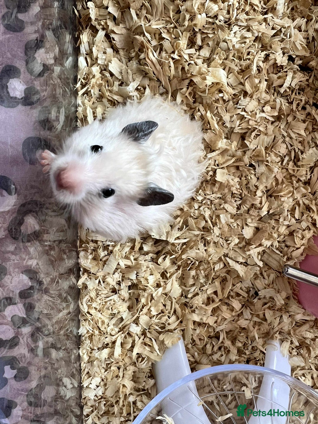 Hamster rodents for sale: Baby female hamster  - Image 1