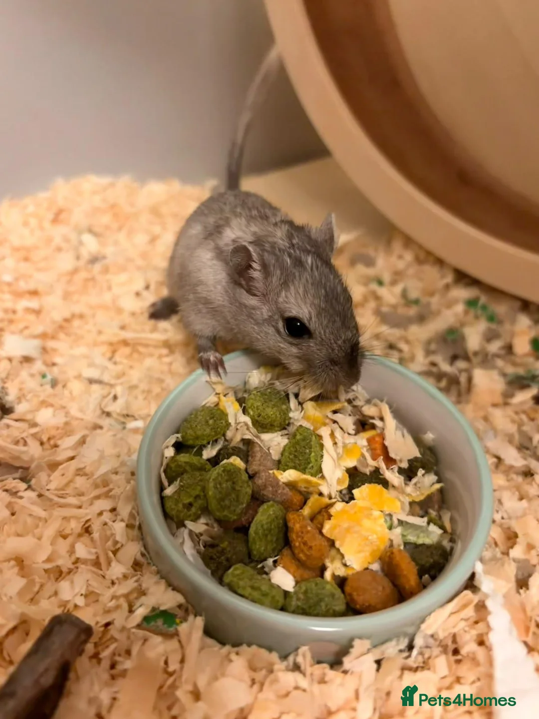 Gerbil rodents for sale: 2 Male Gerbils with cage and accessories  - Advert 1