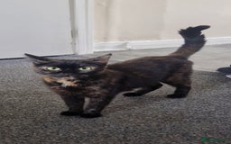 Mixed Breed cats for sale: 2 female ginger kittens - Image 1