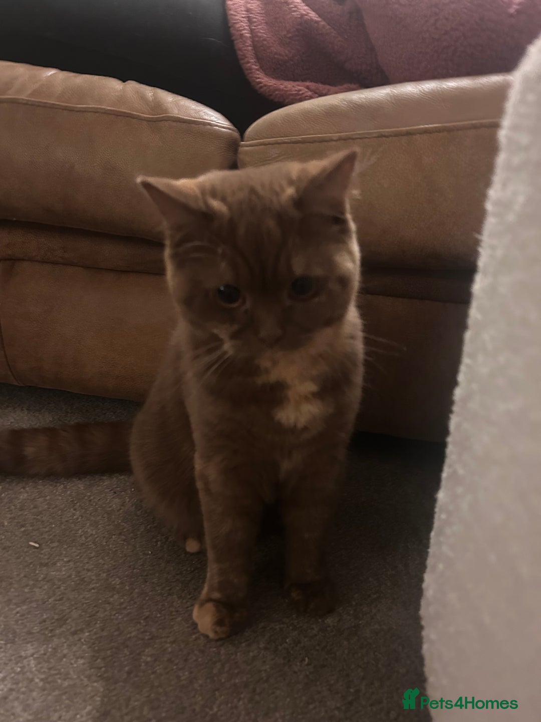 British Shorthair cats for sale: Cinnamon Tortie BSH  - Advert 3