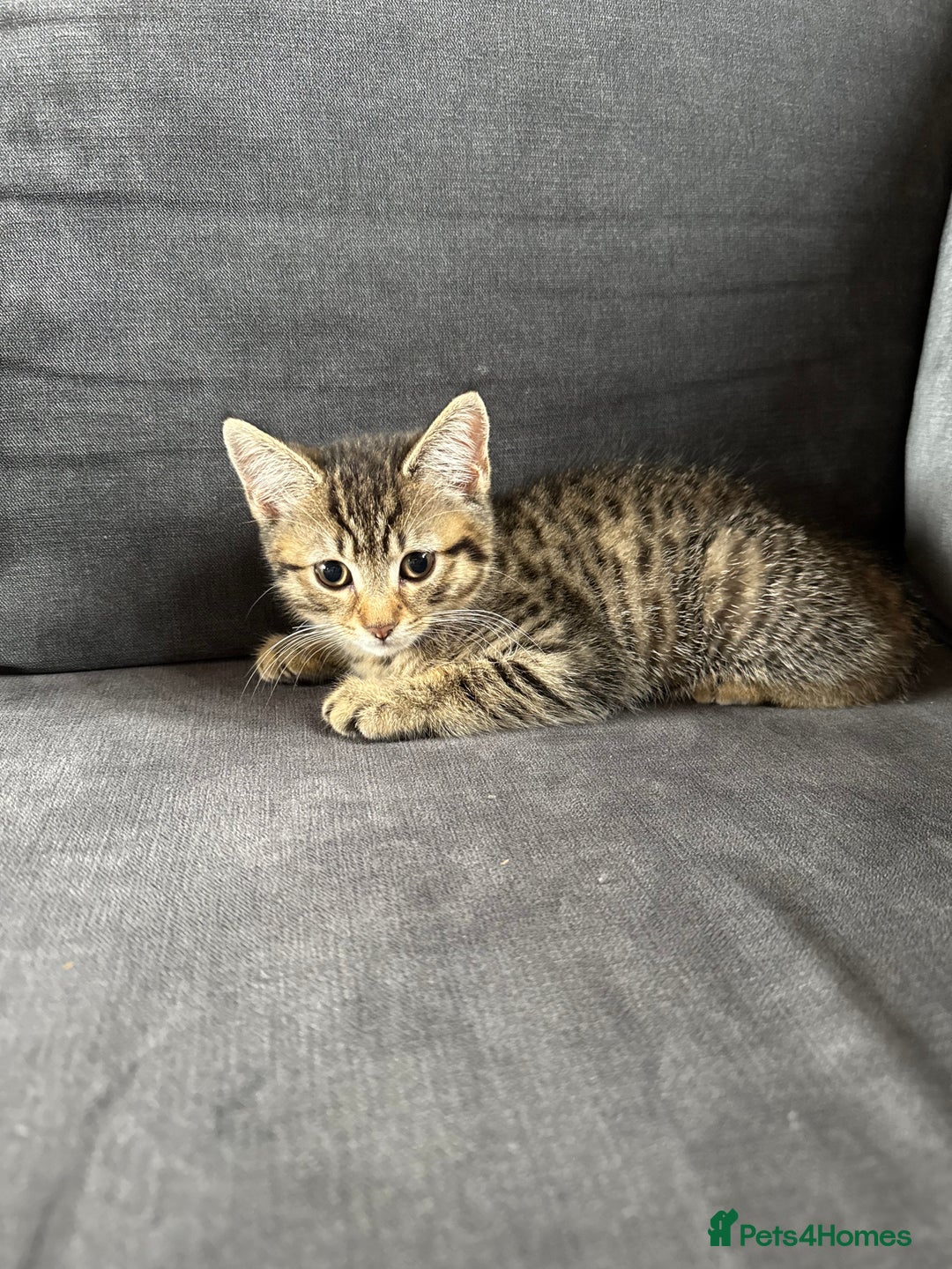 Mixed Breed cats for sale: Bengal cross girl  - Image 3