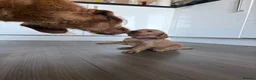Mixed Breed dogs for sale: ONLY 2 LEFT Double Doodle Puppies (Cockadoodles) - Advert 6