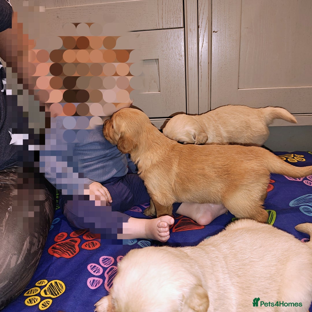 Golden Retriever dogs for sale: Amazing puppies  - Advert 3