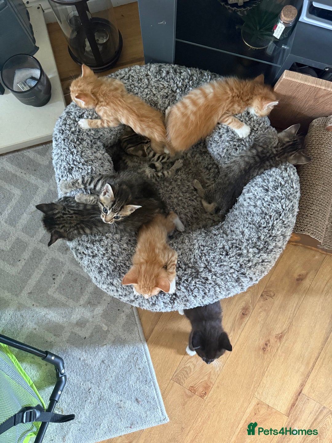 Maine Coon cats for sale: 6 Maine Coon cross* Kittens  - Image 10