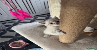 British Shorthair cats - Advert 2
