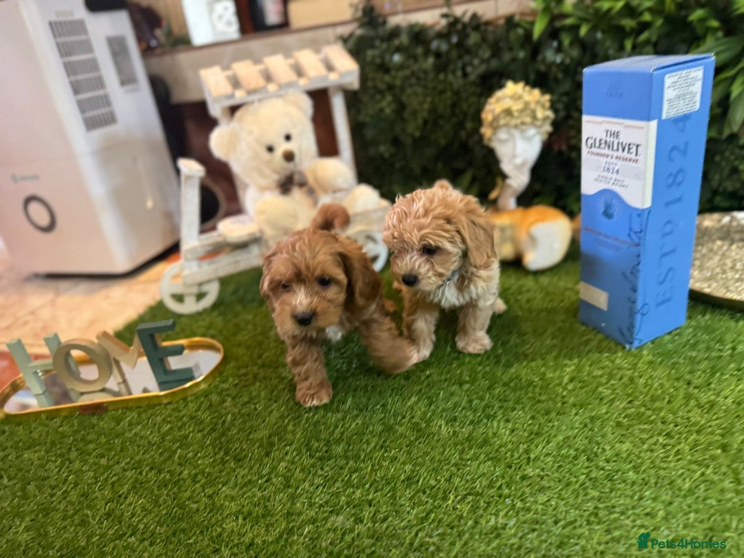 Maltipoo dogs for sale: Beautiful Korean Maltipoo Puppies–3 Girls &2 Boys  - Advert 21