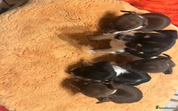 Jack Russell dogs for sale: Jack Russell puppies short legged  - Image 4