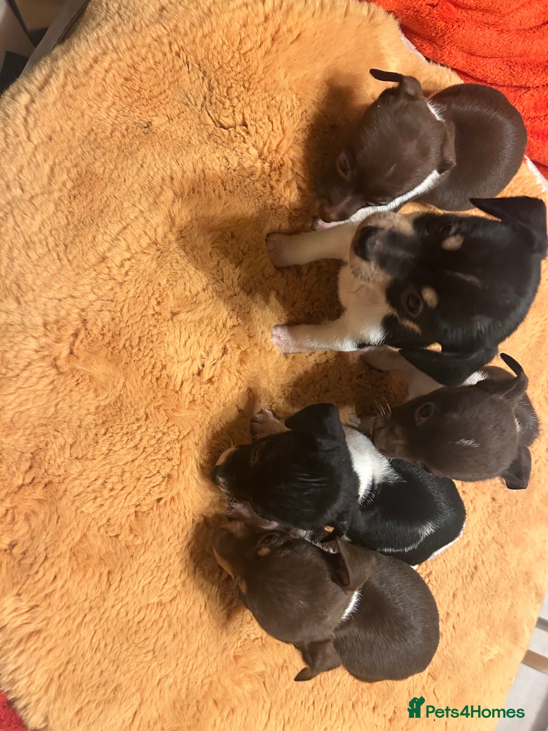 Jack Russell dogs for sale: Jack Russell puppies short legged  - Image 4