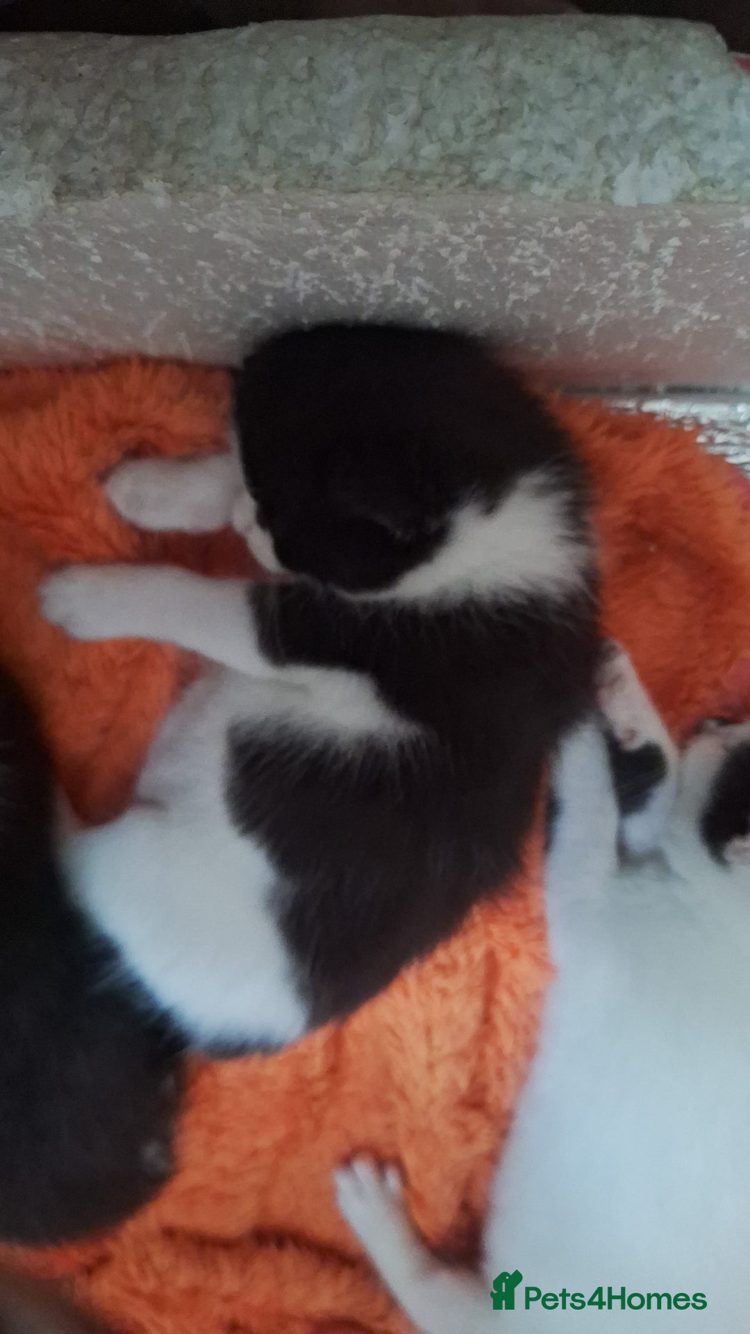 Domestic Shorthair cats for sale: Male kittens for sale  - Image 3