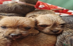 Mixed Breed dogs for sale: Puppies - Image 6