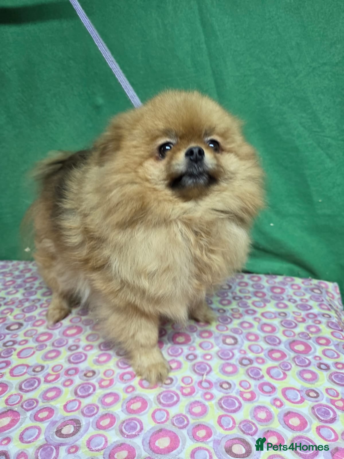 Pomeranian dogs GIGI – Pomeranian (Female) - Advert 4