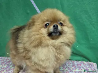 Pomeranian dogs GIGI – Pomeranian (Female) - Advert 7