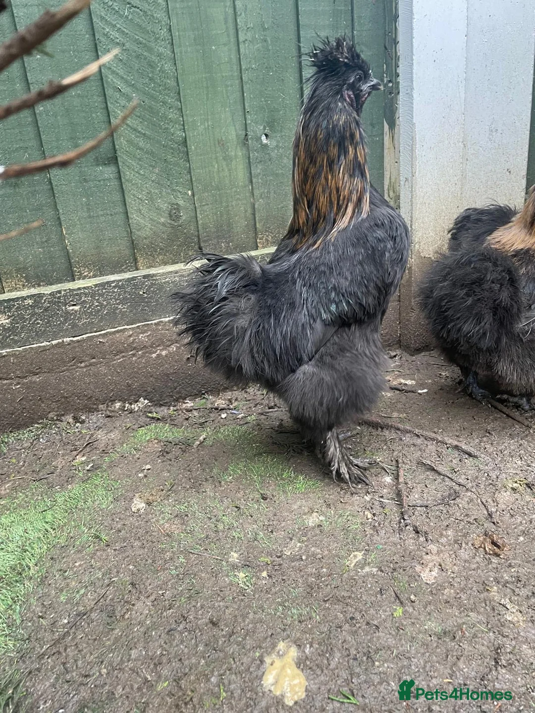 Chickens poultry for sale: Silkie rooster - Advert 2