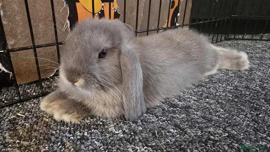 Mini Lop rabbits for sale: Pure bred mini lops ready to go - Image 7