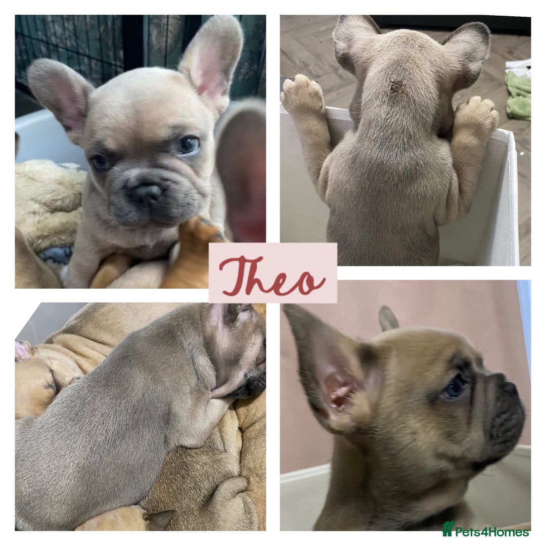 French Bulldog dogs for sale: KC Registered French Bulldogs Blue/Brindle/Fawn - Advert 11