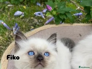Ragdoll cats Ragdoll Kittens - Advert 3