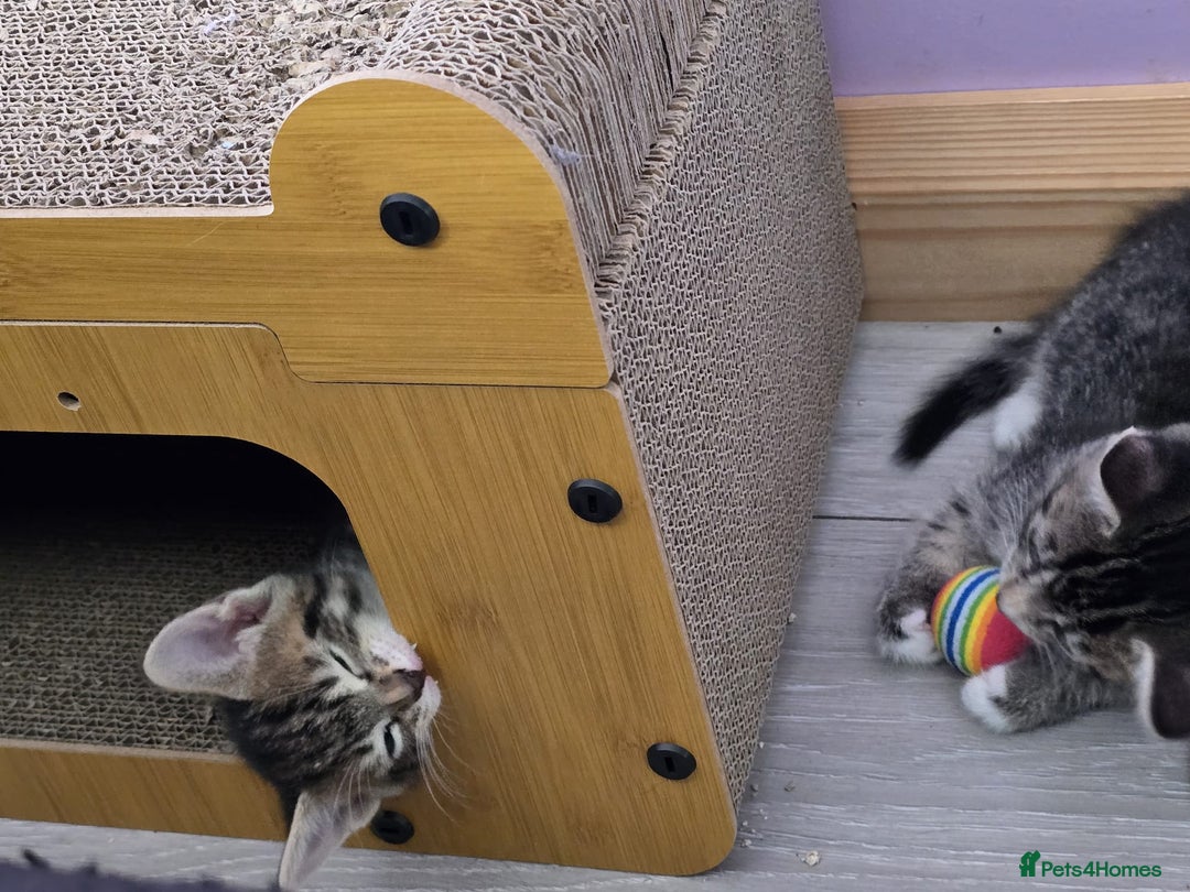 Domestic Shorthair cats for sale: 🐾Playful Kittens -Tabby or black/white🐾 - Image 13