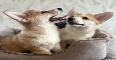 Welsh Corgi Pembroke dogs Outstanding Pembrokeshire Corgi Puppies  - Advert 16