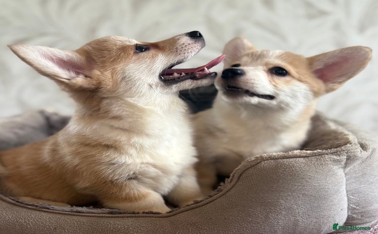 Welsh Corgi Pembroke dogs - Advert 14