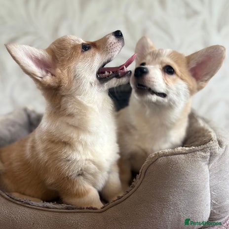 Welsh Corgi Pembroke dogs - Advert 14