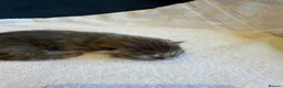 Maine Coon cats for sale:     Stunning Maine Coon x Ragdoll Kittens  - Advert 30