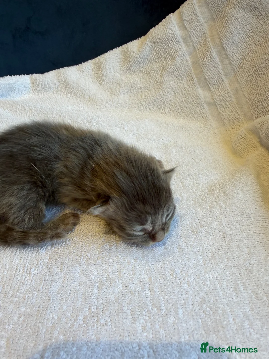 Maine Coon cats for sale:     Stunning Maine Coon x Ragdoll Kittens  - Advert 30
