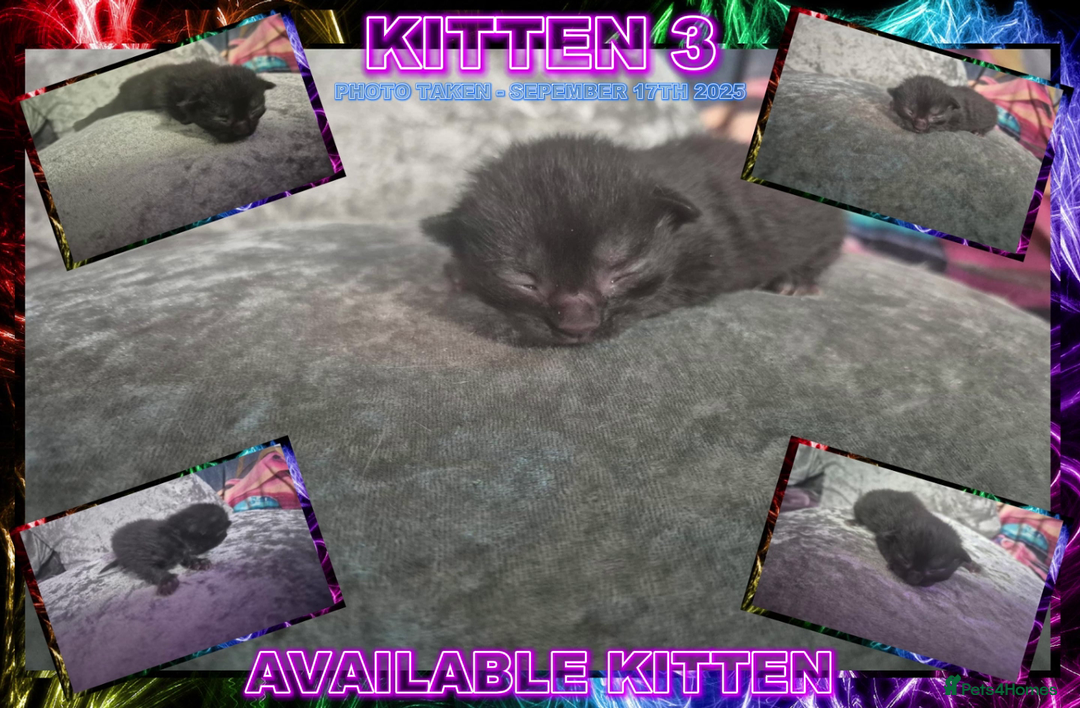 Mixed Breed cats for sale: Silver Bengal X Grey Tabby Kittens For Sale - Image 6
