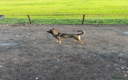 Mixed Breed dogs for sale: Belgian malinios x bullwhippet pups  - Image 3