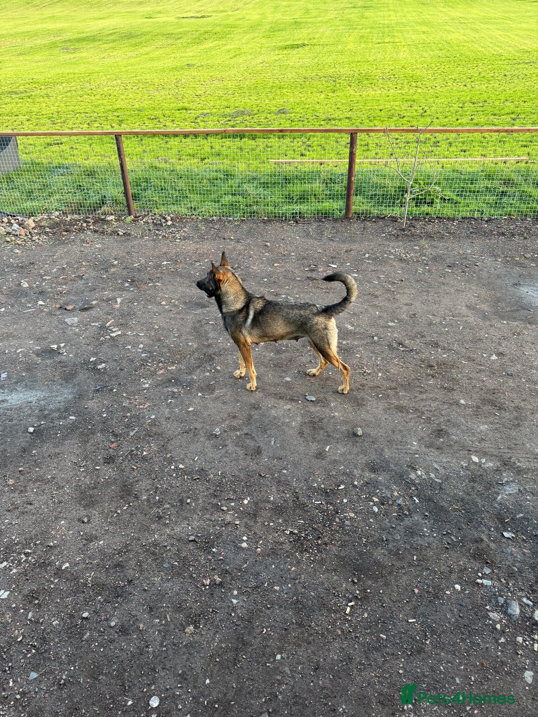 Mixed Breed dogs for sale: Belgian malinios x bullwhippet pups  - Image 3